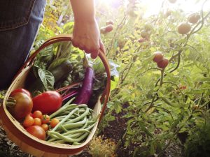 picking fresh vegetables